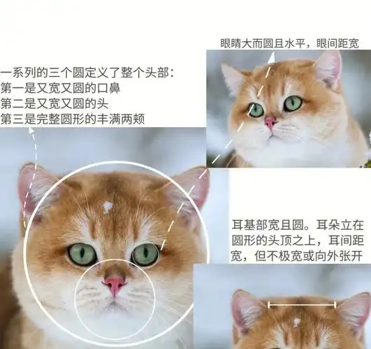 一分钟带你认识金渐层品相好坏之分73