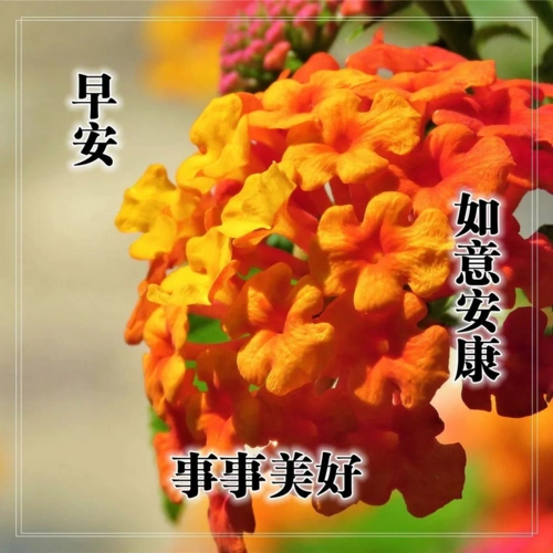 早上好问候语图片合集,早晨好祝福语表情句子,祝福图片