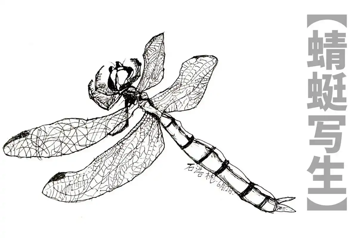 小学低段蜻蜓线描写生