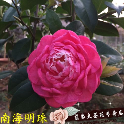 南海明珠茶花盆栽云杂一对一选苗益农夫基地直销包邮花卉热卖