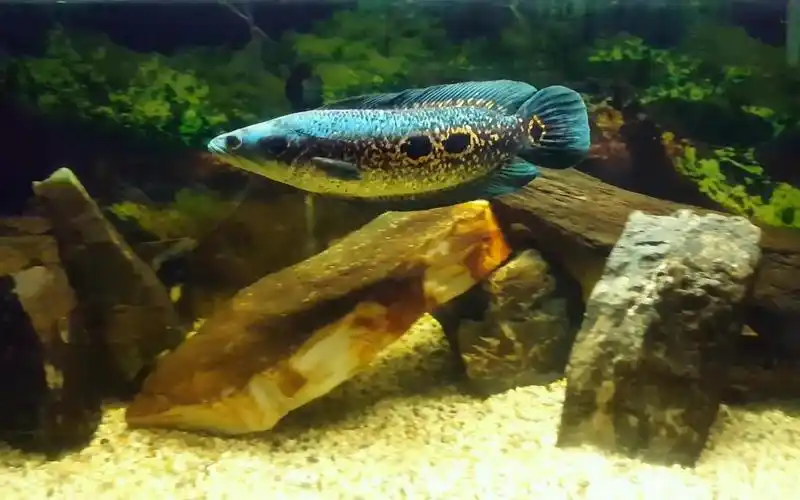 七彩海象雷龙这个品种其实也是很好看的