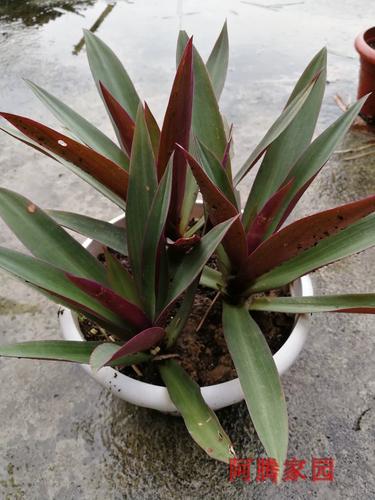 紫背万年青紫背鸭跖草科紫锦兰蚌花观叶植物红背竹壳菜四季常绿