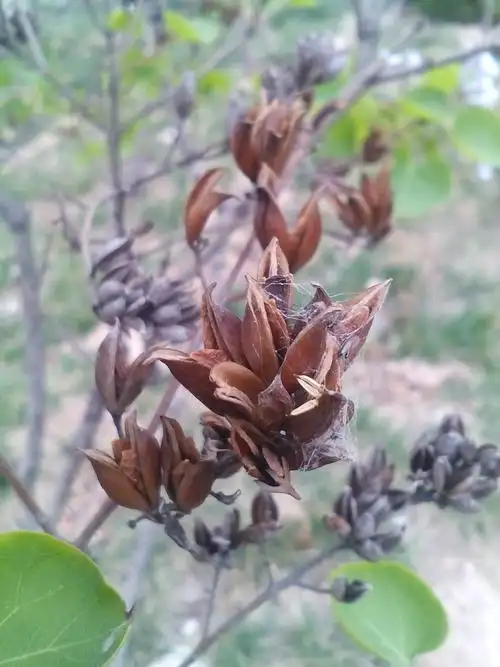 分类:花鸟鱼虫 分享到:  3 分钟前  提问者采纳 是丁香的果实