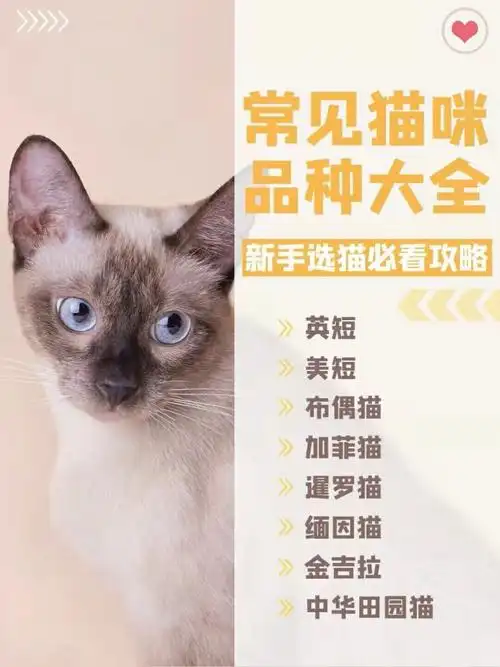这些常见猫咪品种你能分清楚吗