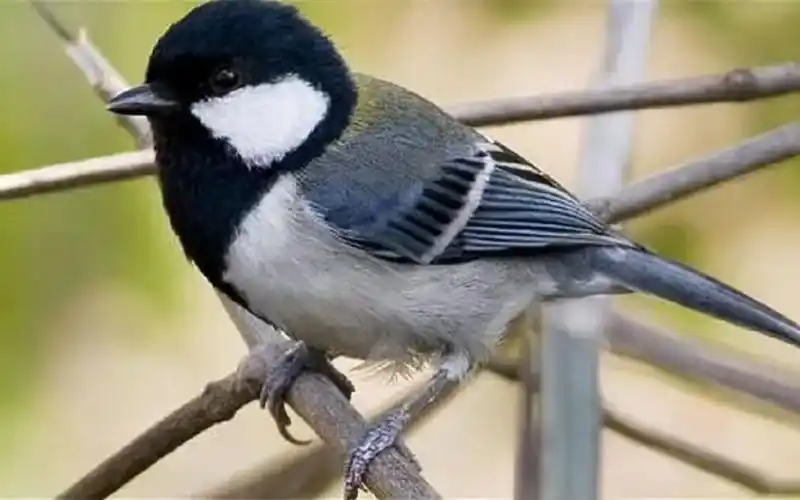 全球最邪恶的动物之一,"僵尸鸟"专吃动物脑子,看完害怕了!