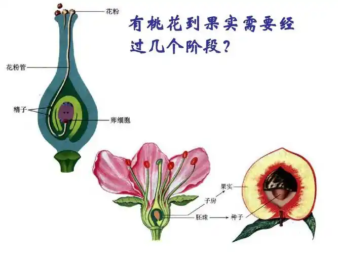 免费文档 所有分类 初中教育 理化生 生物:1.