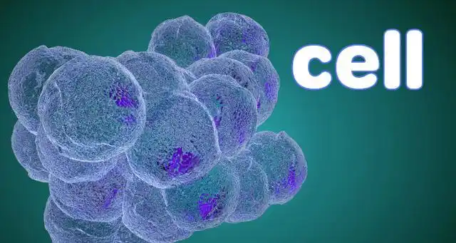 cell的意思是什么