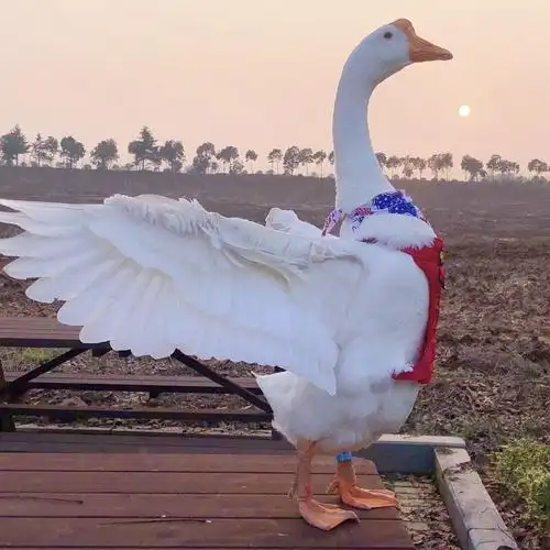 有没有大鹅的头像呀