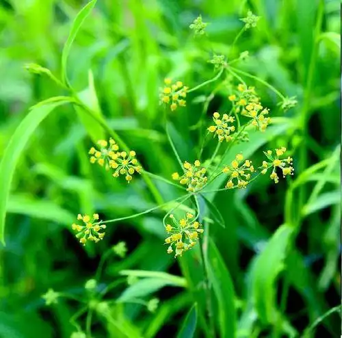 小柴胡汤的功效与作用小柴胡汤有什么作用