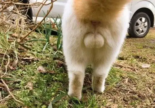 母猫有蛋蛋吗?快来查收这份猫咪生理小知识!