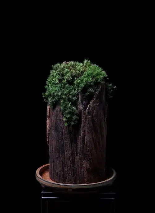 枯木逢春苔藓添气