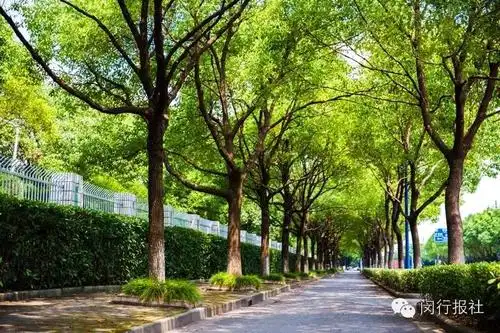 香樟魂_北京头条