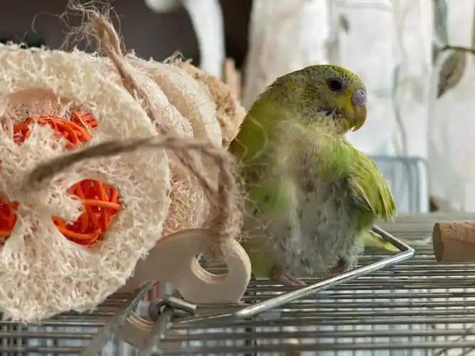 估计是小红书上数一数二的小丑鸡了