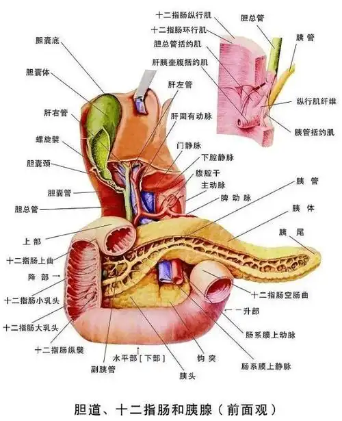 【内脏与疼痛】十二指肠的解剖结构_cm_水平_肠系膜