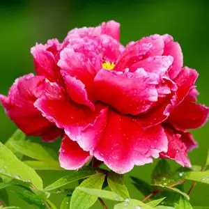 红色牡丹花_好看的微信头像图片_扣扣居