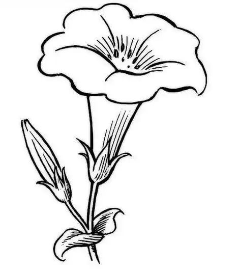 有关于植物的花简笔画