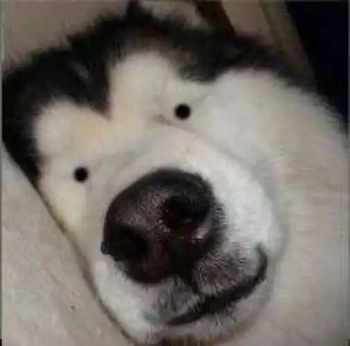 【行走的狗表情包】燃烧智商提高颜值的生物!我一得就能得到!