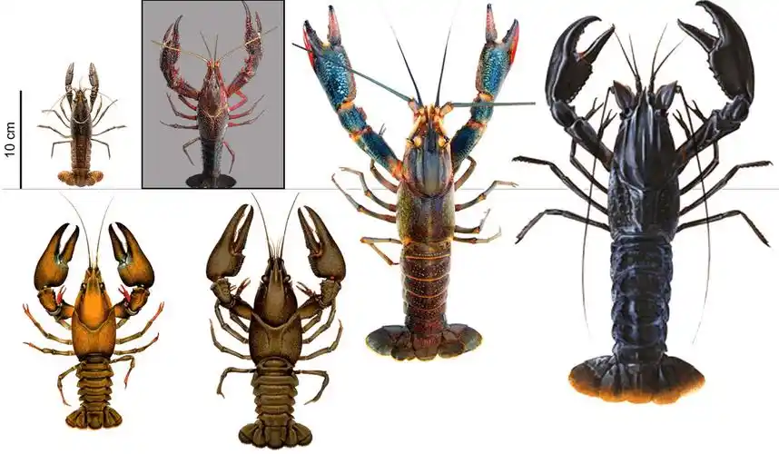 全面正确认识小龙虾