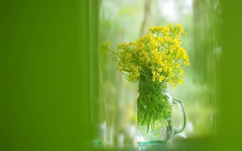 玻璃杯,黄色油菜花,绿色背景 iphone 壁纸