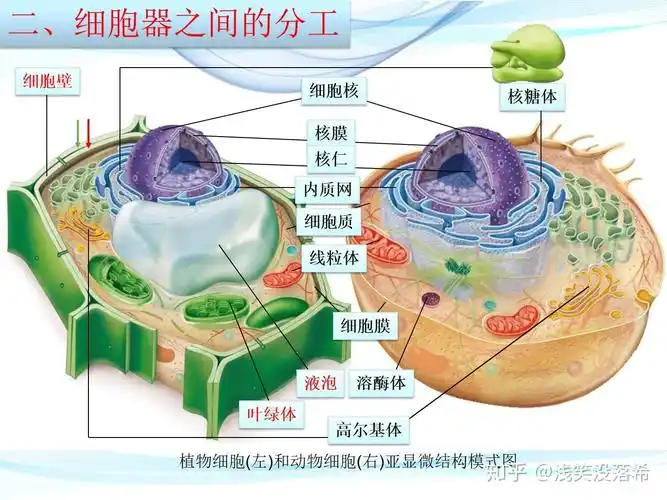 新教材31细胞器之间的分工合作课件上高中生物课件