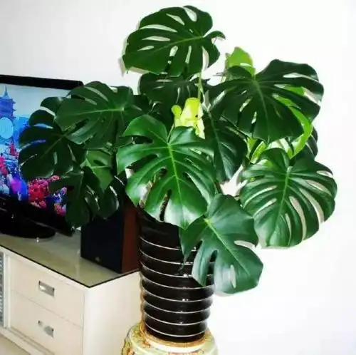 3种"喜阴花",放在阳台养大错特错,搬进室内,叶子全年油绿