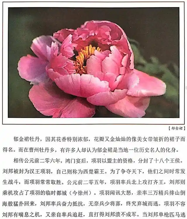 牡丹传说故事|郁金裙纪念戚姬