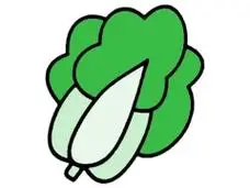 青菜图片简笔画 上海青菜图片简笔画