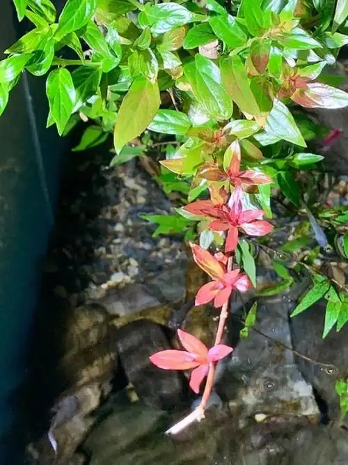 如果不是追求水杨梅的状态请忽略