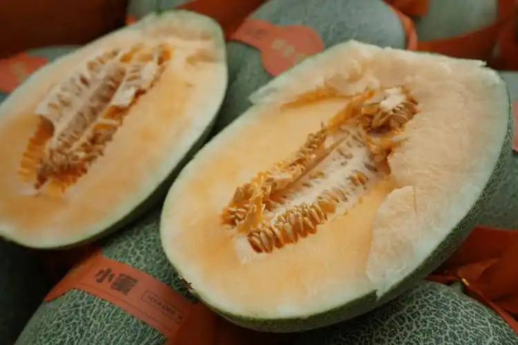 海沙地海南哈密瓜甜度警告糖尿病患者慎食