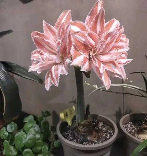 朱顶红有"3种"繁殖方式,掌握1种就能得到几十盆,简单易学