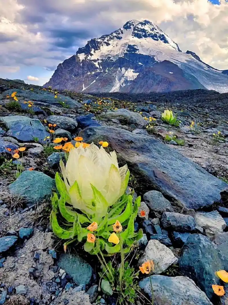 别名:雪莲花,又称雪莲,高山雪莲,荷莲 是菊科,风毛菊属,雪莲咽趑