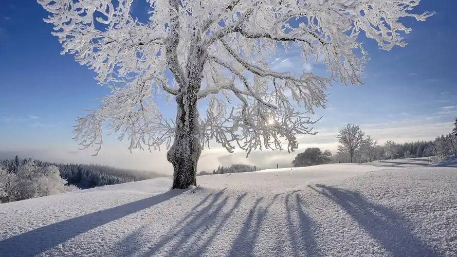 冬天的雪树木风景桌面壁纸