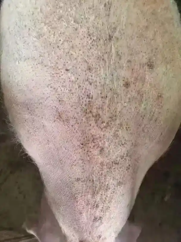 《猪血虫病的症状和危害》母猪颈背部毛孔出血,母猪表现厌食反 - 抖音