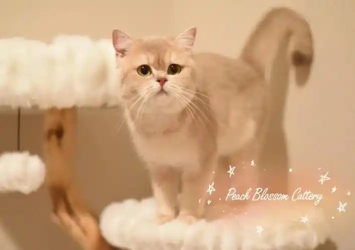 这猫树真是太可了,又软又蓬蓬的像在云上7815北美猫舍|紫金渐层