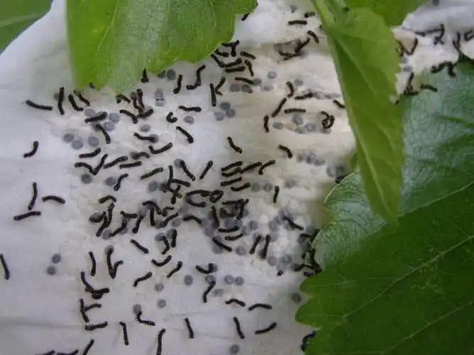 蚕宝宝观察日记——503中队吴振宏