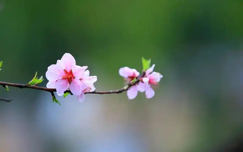 一枝花有几种拍摄方法?摄影新手收藏了吧
