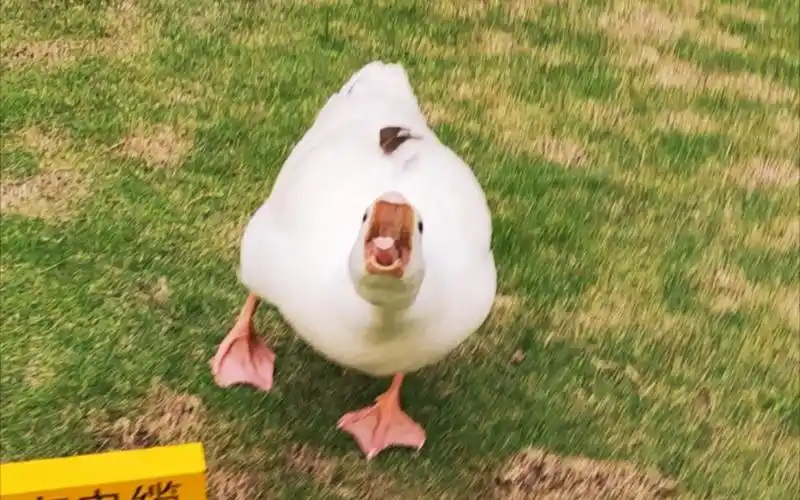 活动作品大白鹅这是睡傻了吧竟然凶我