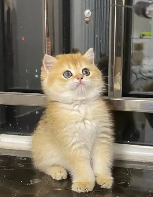金渐层幼猫纯种金渐层幼猫12色,超级好看,金灿灿的由于自己现在工作