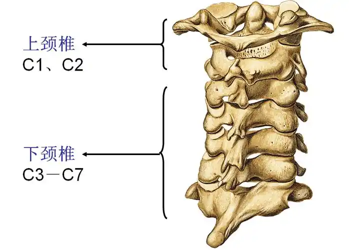 上颈椎后路周围结构 - 好大夫在线