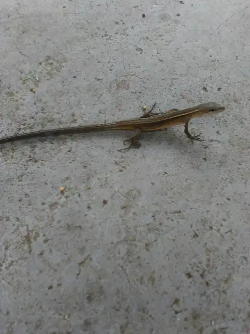 谁能告诉我这是什么蜥蜴?