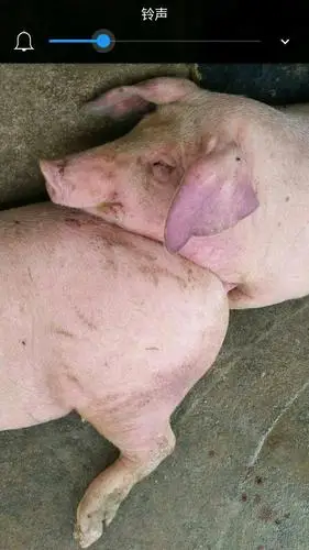 育肥猪非州猪瘟什么症状有没有图片请老师发一张图片