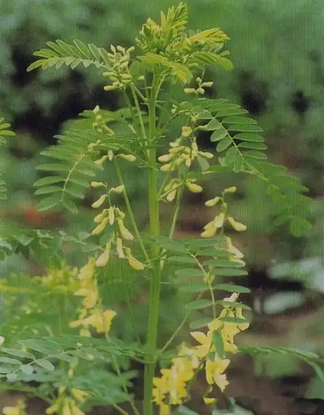 黄芪图片大全 - 搜狗图片搜索