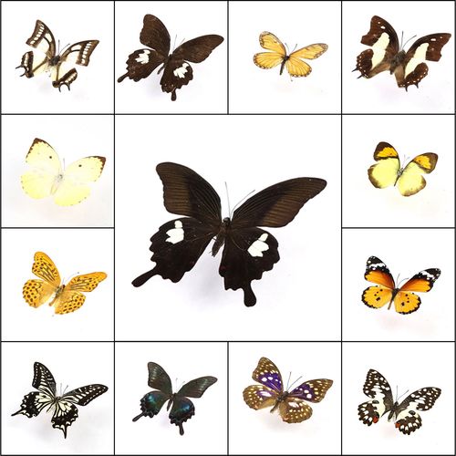 a-真蝴蝶标本原蝶未展翅杂蝶昆虫幼儿园教学手工收藏摄影科普道具