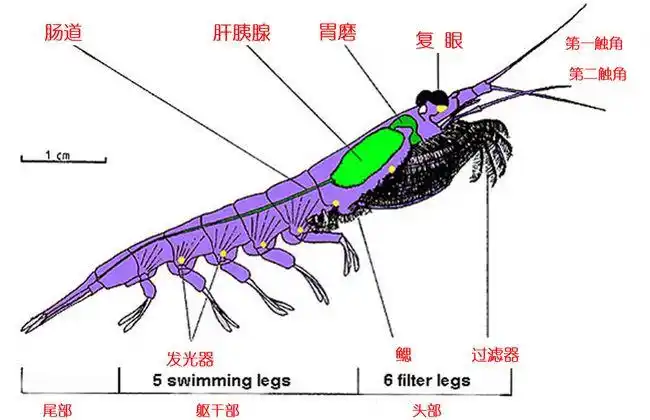 南极金矿每年被吃3亿吨南极磷虾真的取之不尽吗