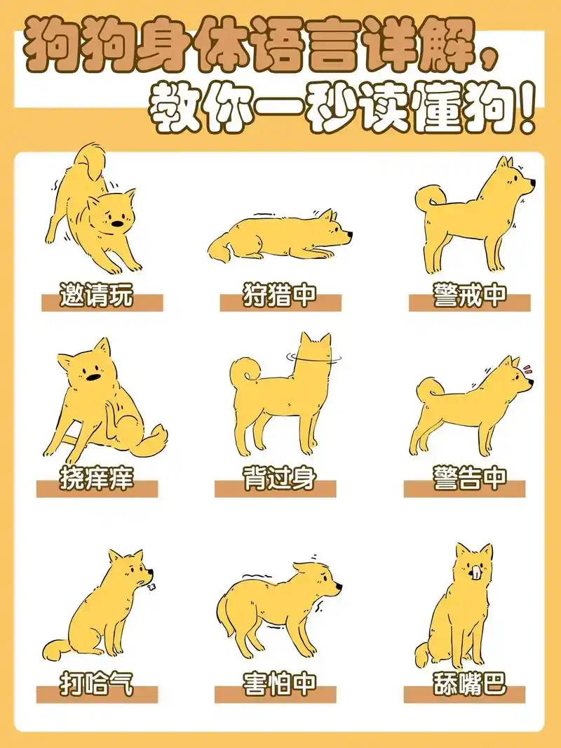 图文伙伴计划 狗狗身体语言详解,教你一秒读懂狗!#养狗经验 - 抖音