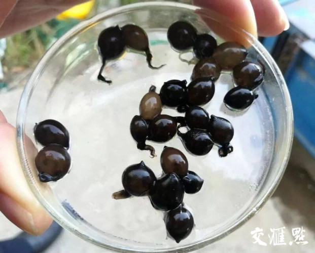 你见过"乌贼卵"吗?南通吕四渔场又添80万乌贼宝宝