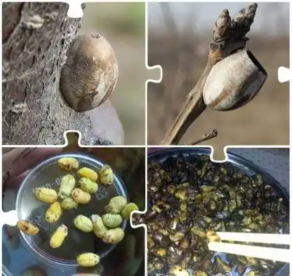 重口味!南通伢儿夏天最怕的这种虫子居然成了餐桌美味!还卖这么贵…你