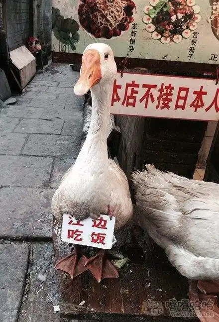 本店不接待日本人