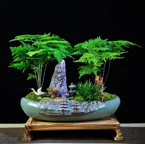 文竹有4喜及时满足枝繁叶茂空气更清新颜值更上一档次