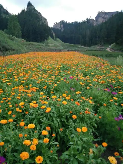 夏天的花海美美的